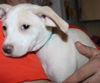 D15 Litter-Amanda-ADOPTED