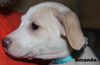 D15 Litter-Amanda-ADOPTED