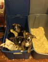D15 Litter-Amanda-ADOPTED
