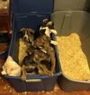 D15 Litter-Amanda-ADOPTED