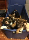D15 Litter-Amanda-ADOPTED