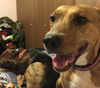 D15 Litter-Amanda-ADOPTED