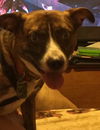 D15 Litter-Amanda-ADOPTED