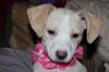 D15 Litter-Amanda-ADOPTED