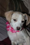 D15 Litter-Amanda-ADOPTED