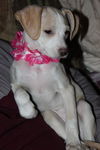D15 Litter-Amanda-ADOPTED
