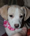 D15 Litter-Amanda-ADOPTED