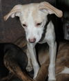 D15 Litter-Amanda-ADOPTED