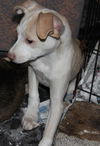 D15 Litter-Amanda-ADOPTED