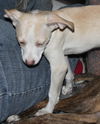 D15 Litter-Amanda-ADOPTED