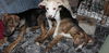 D15 Litter-Amanda-ADOPTED