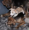 D15 Litter-Amanda-ADOPTED