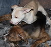 D15 Litter-Amanda-ADOPTED