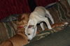 D15 Litter-Amanda-ADOPTED