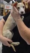 D15 Litter-Amanda-ADOPTED