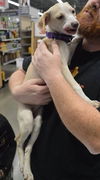 D15 Litter-Amanda-ADOPTED