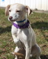 D15 Litter-Amanda-ADOPTED