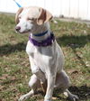 D15 Litter-Amanda-ADOPTED