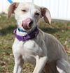 D15 Litter-Amanda-ADOPTED
