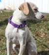 D15 Litter-Amanda-ADOPTED
