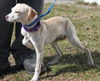 D15 Litter-Amanda-ADOPTED