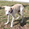 D15 Litter-Amanda-ADOPTED