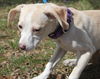 D15 Litter-Amanda-ADOPTED