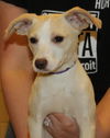 D15 Litter-Amanda-ADOPTED