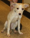 D15 Litter-Amanda-ADOPTED