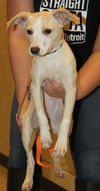 D15 Litter-Amanda-ADOPTED