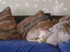 D15 Litter-Amanda-ADOPTED