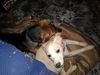 D15 Litter-Amanda-ADOPTED