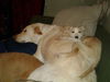 D15 Litter-Amanda-ADOPTED