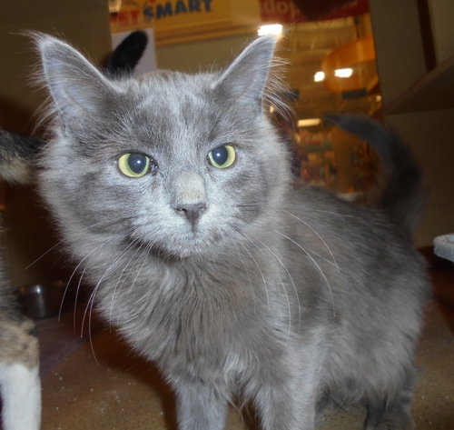 C29 Litter-Norma-ADOPTED