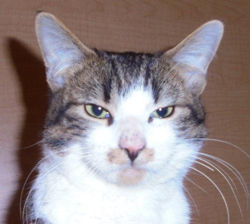 C29 Litter-Danny-ADOPTED
