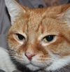 Annabell - ADOPTED