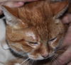 Annabell - ADOPTED