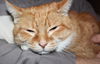 Annabell - ADOPTED
