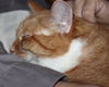 Annabell - ADOPTED