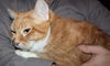 Annabell - ADOPTED