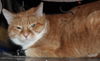 Annabell - ADOPTED