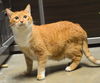 Annabell - ADOPTED