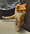 Annabell - ADOPTED