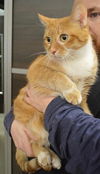 Annabell - ADOPTED