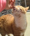 Annabell - ADOPTED