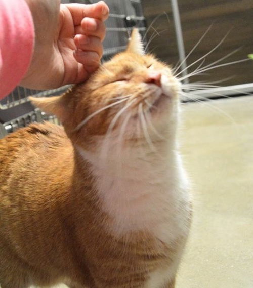 Annabell - ADOPTED