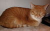 Annabell - ADOPTED