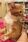 Annabell - ADOPTED