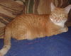 Annabell - ADOPTED