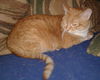 Annabell - ADOPTED